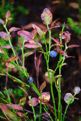 Vaccinium myrtillus