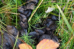 Ontholestes tessellatus