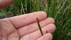 Eleocharis limosa