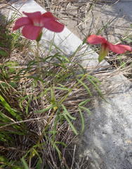 Oxalis pendulifolia