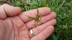 Cyperus sphaerospermus