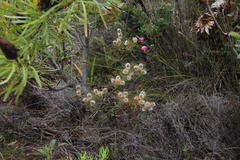 Serruria phylicoides