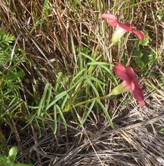 Oxalis pendulifolia