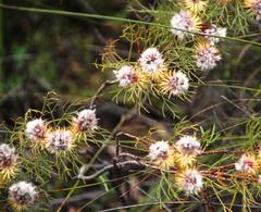 Serruria phylicoides