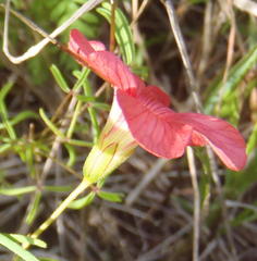 Oxalis pendulifolia