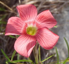 Oxalis pendulifolia