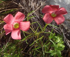 Oxalis pendulifolia