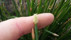 Eleocharis limosa