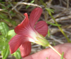 Oxalis pendulifolia