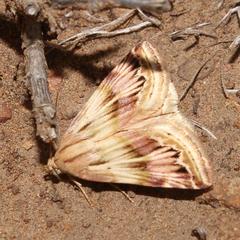 Eublemma staudingeri