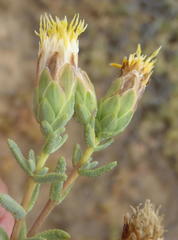 Pteronia succulenta