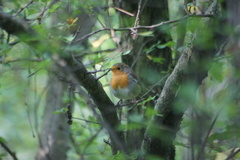Erithacus rubecula