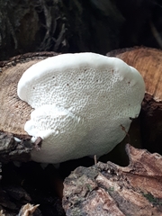 Spongipellis spumeus