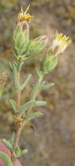 Pteronia succulenta