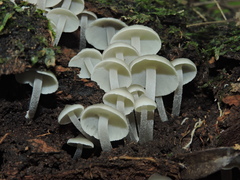 Filoboletus