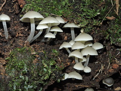 Filoboletus