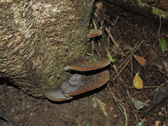 Fomitiporia atlantica