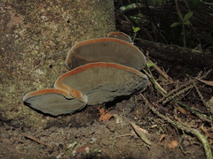 Fomitiporia atlantica