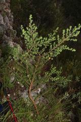 Aspalathus securifolia