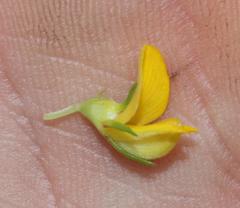 Aspalathus securifolia