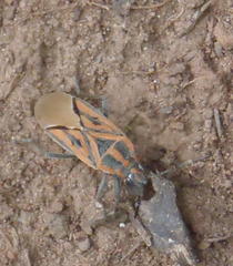 Spilostethus rivularis