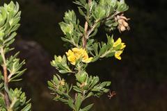 Aspalathus securifolia