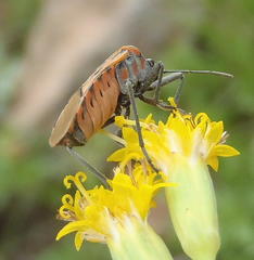 Spilostethus rivularis