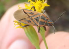 Spilostethus rivularis