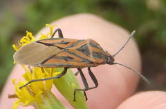Spilostethus rivularis