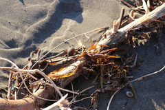 Carpophyllum flexuosum