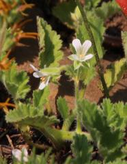 Pelargonium althaeoides