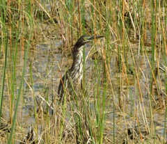 Butorides virescens image