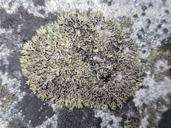 Phaeophyscia sciastra