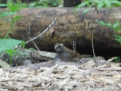 Zonotrichia albicollis image