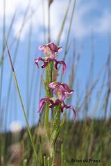 Disperis paludosa