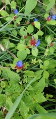 Ceratostigma