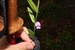 Psoralea asarina