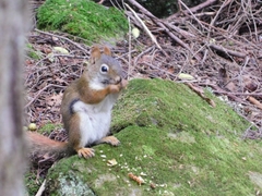 Tamiasciurus hudsonicus
