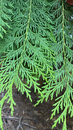 Cupressus observed 2021-09-11