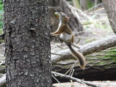 Tamiasciurus hudsonicus