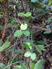 Cynanchum obtusifolium