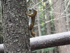 Tamiasciurus hudsonicus