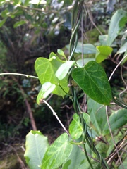 Cynanchum obtusifolium