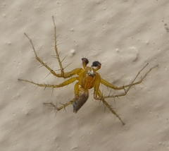 Oxyopes vogelsangeri