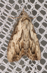 Nola pleurochorda