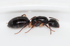 Camponotus bertolonii