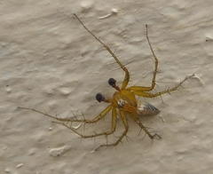 Oxyopes vogelsangeri