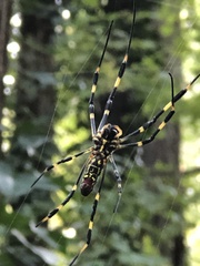 Trichonephila clavata