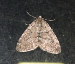 Thera cognata
