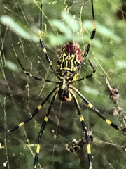 Trichonephila clavata